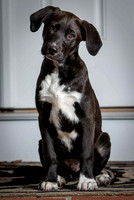 110818_Pets_Harry_0131_Proofs
