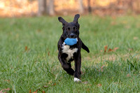 110818_Pets_Harry_0046_Proofs