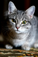 022419_Pets_Metzger_0063_Final