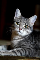 022419_Pets_Metzger