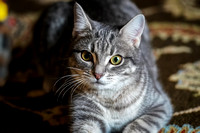 022419_Pets_Metzger_0161_Final