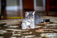 022419_Pets_Metzger_0188_Final