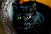 022419_Pets_Metzger_0171_Final