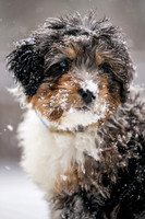 030219_Pets_Trulby_0045_Final